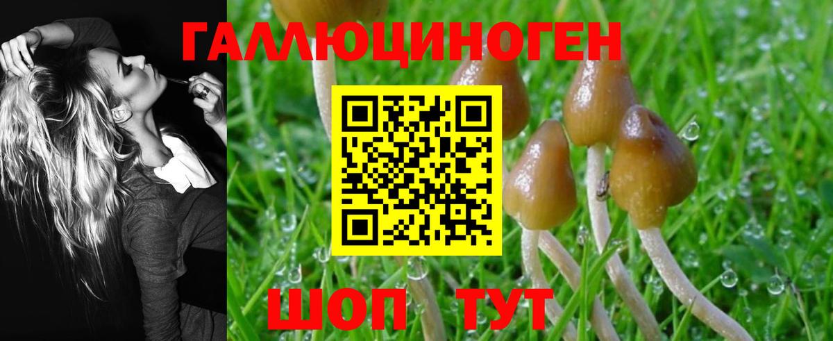 Псилоцибиновые грибы Psilocybe Конаково